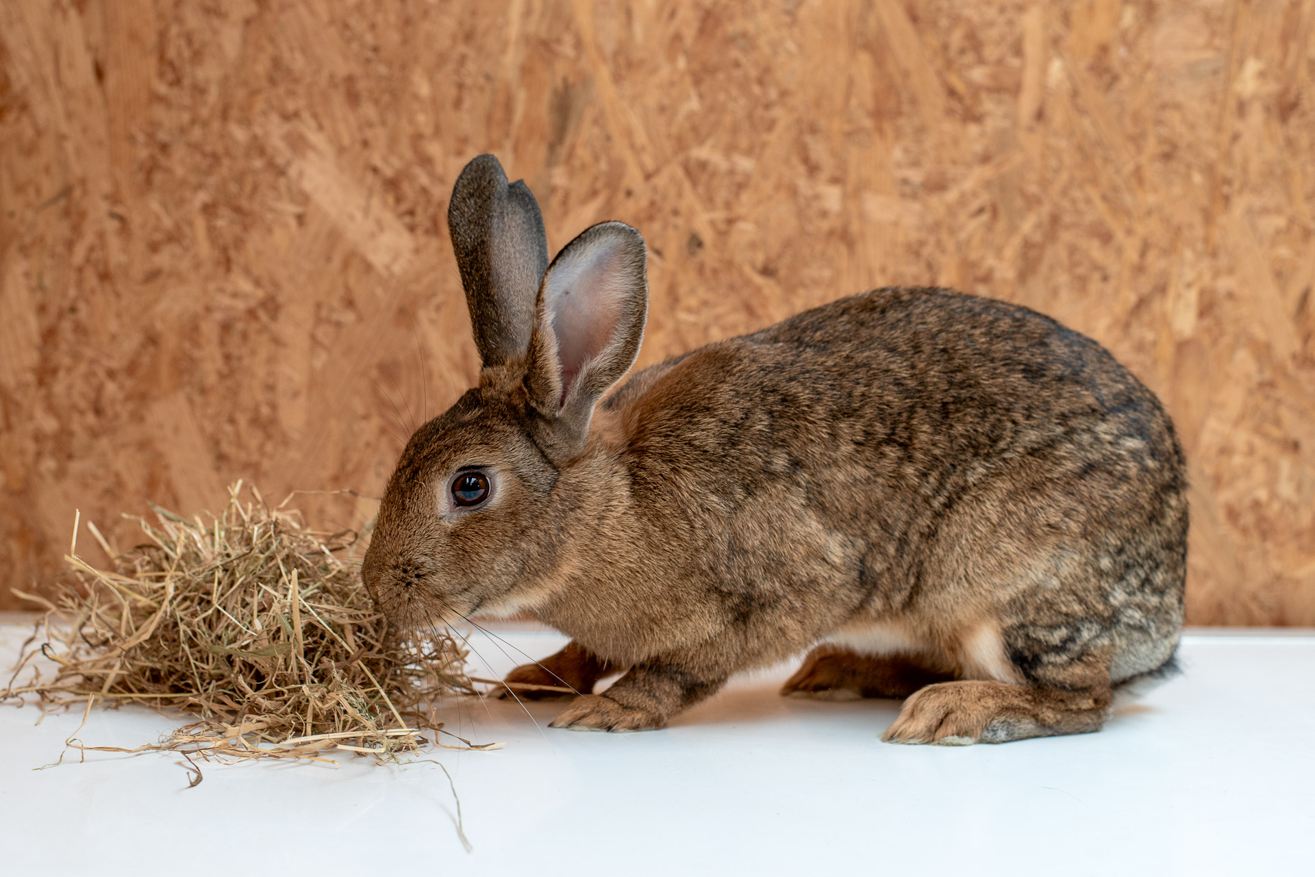 Brown bunny eating some hay