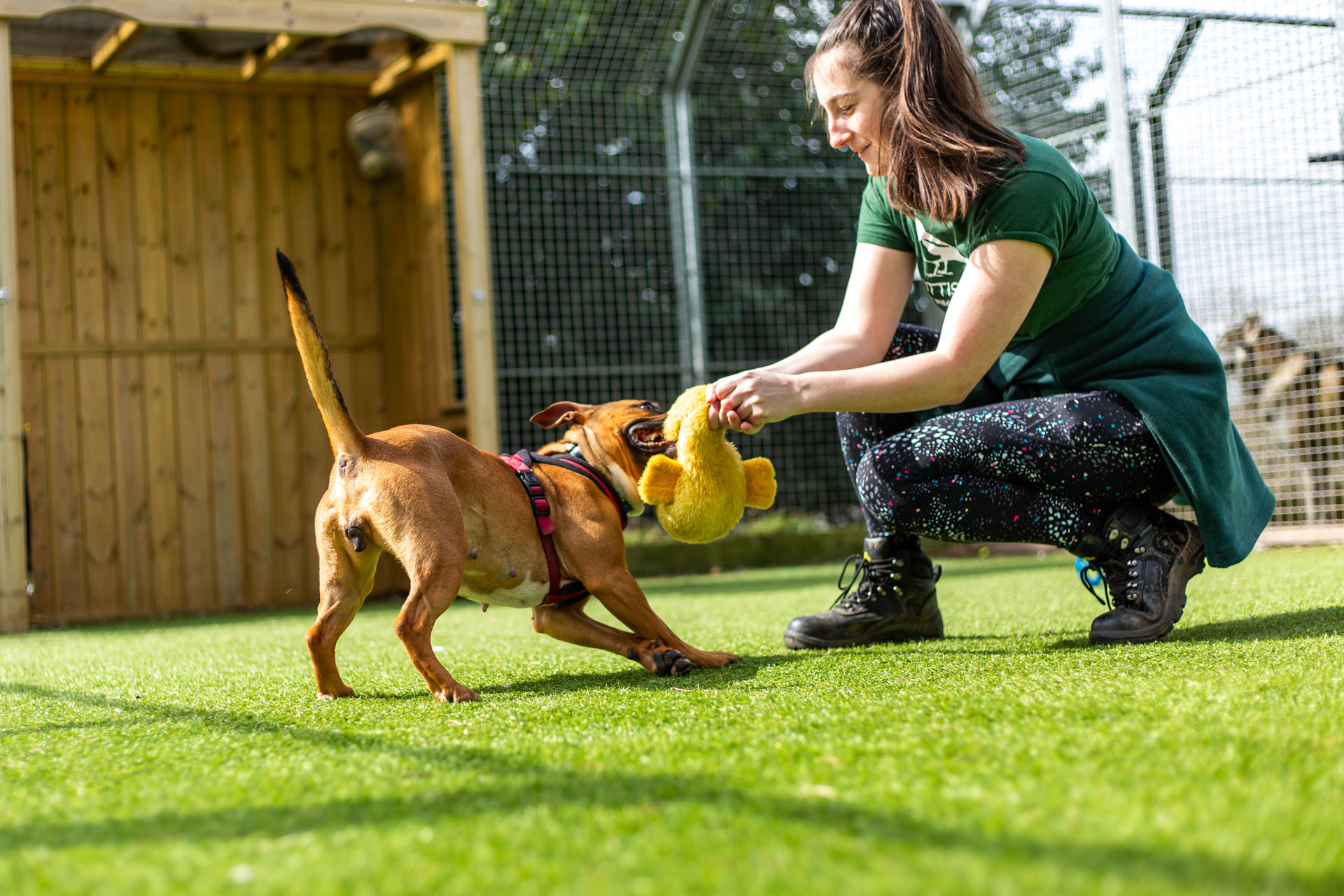 A Scottish SPCA volunteer is playing tug with a medium sized golden dog on some grass.