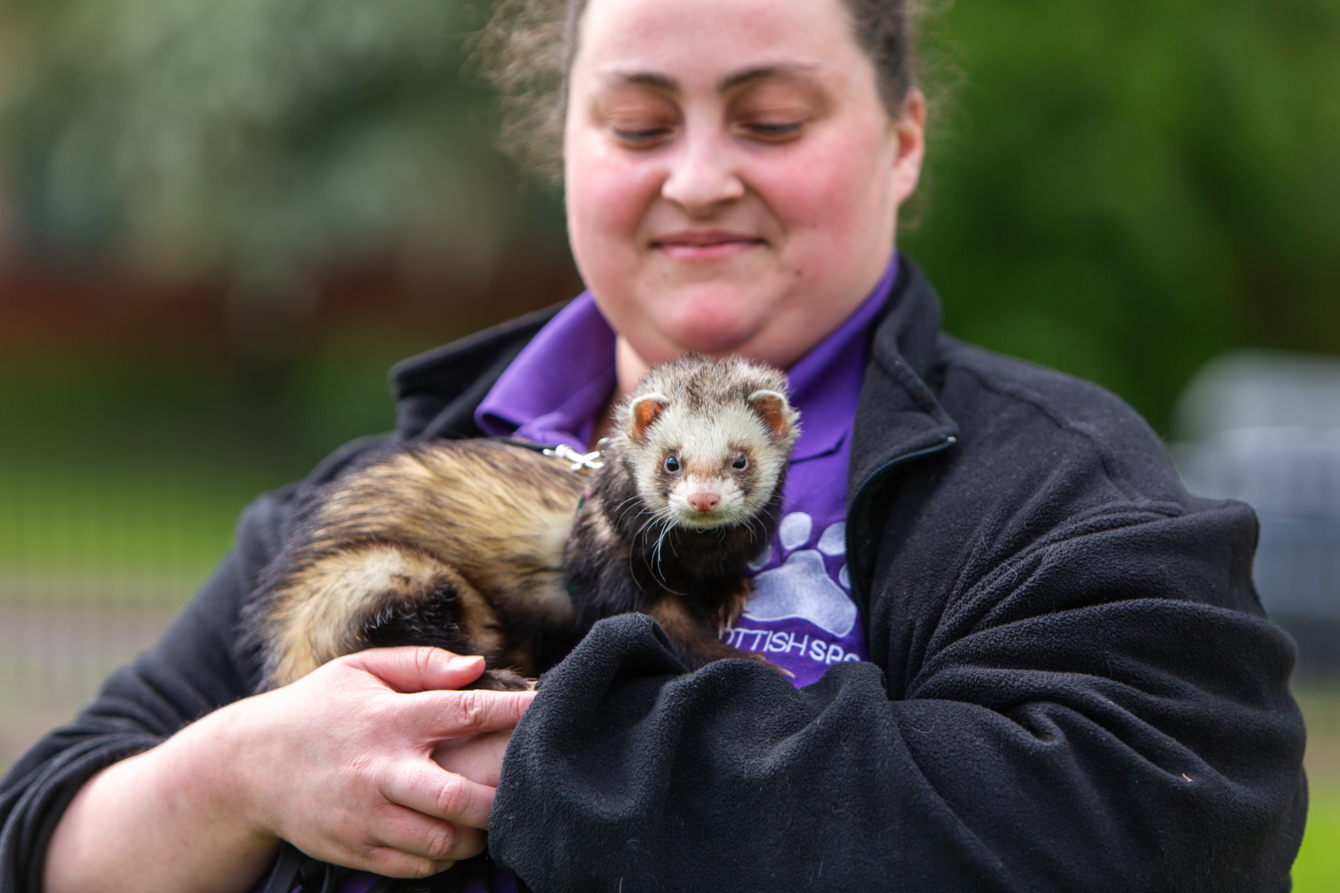 A woman is holding a brown and white ferret, who is looking at the camera.