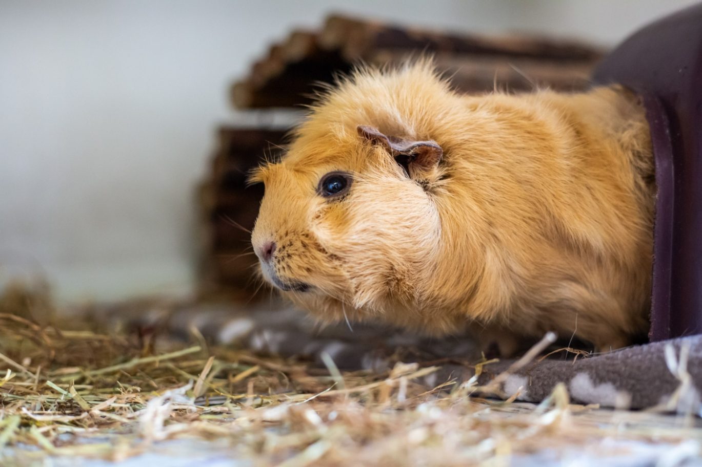 Guinea Pig