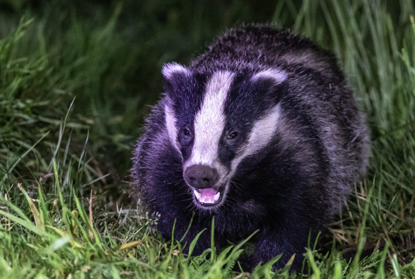 Badger