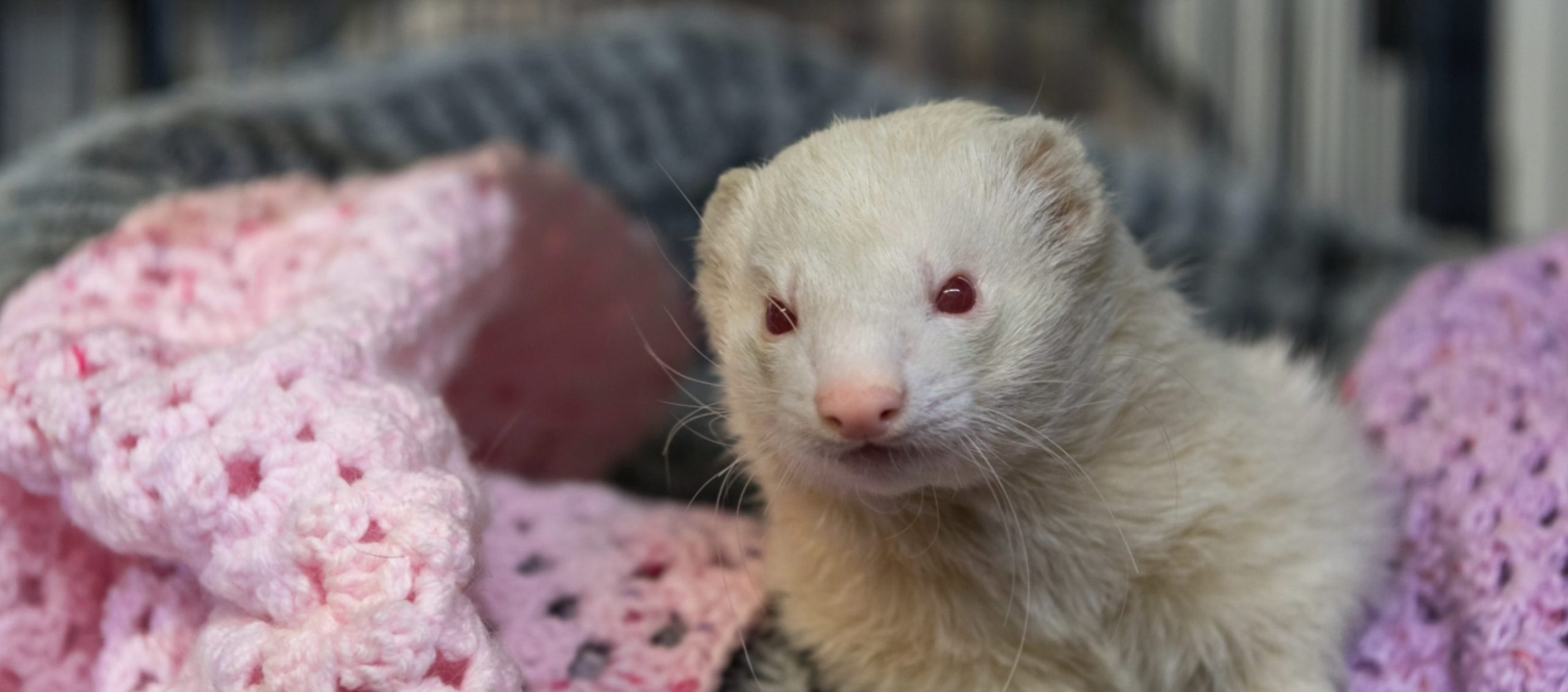 Ferret