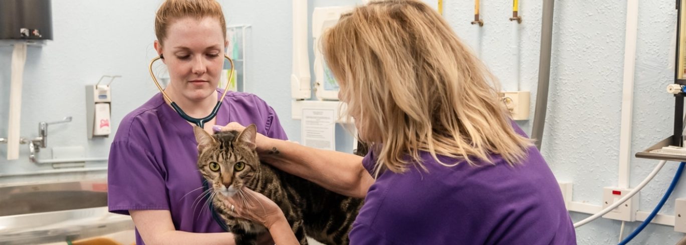 Vets with cat