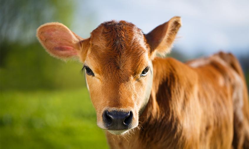 Cow