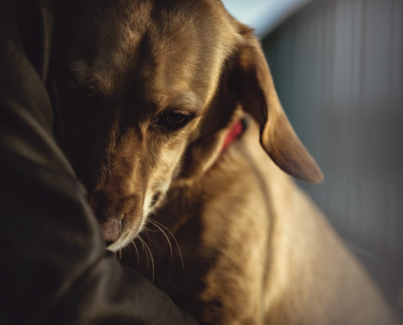 Dog hugging its owner.