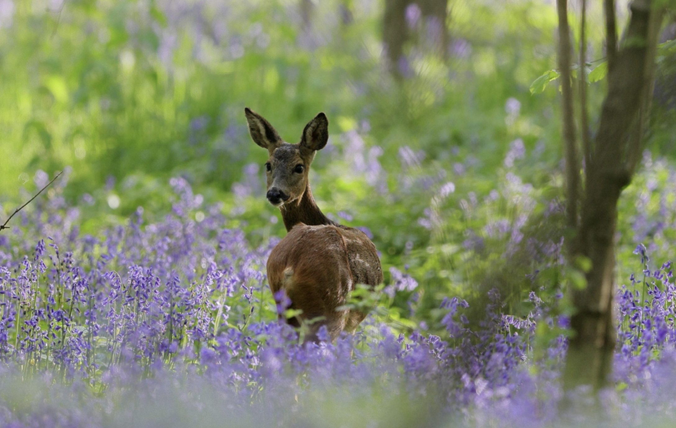 Deer in a field