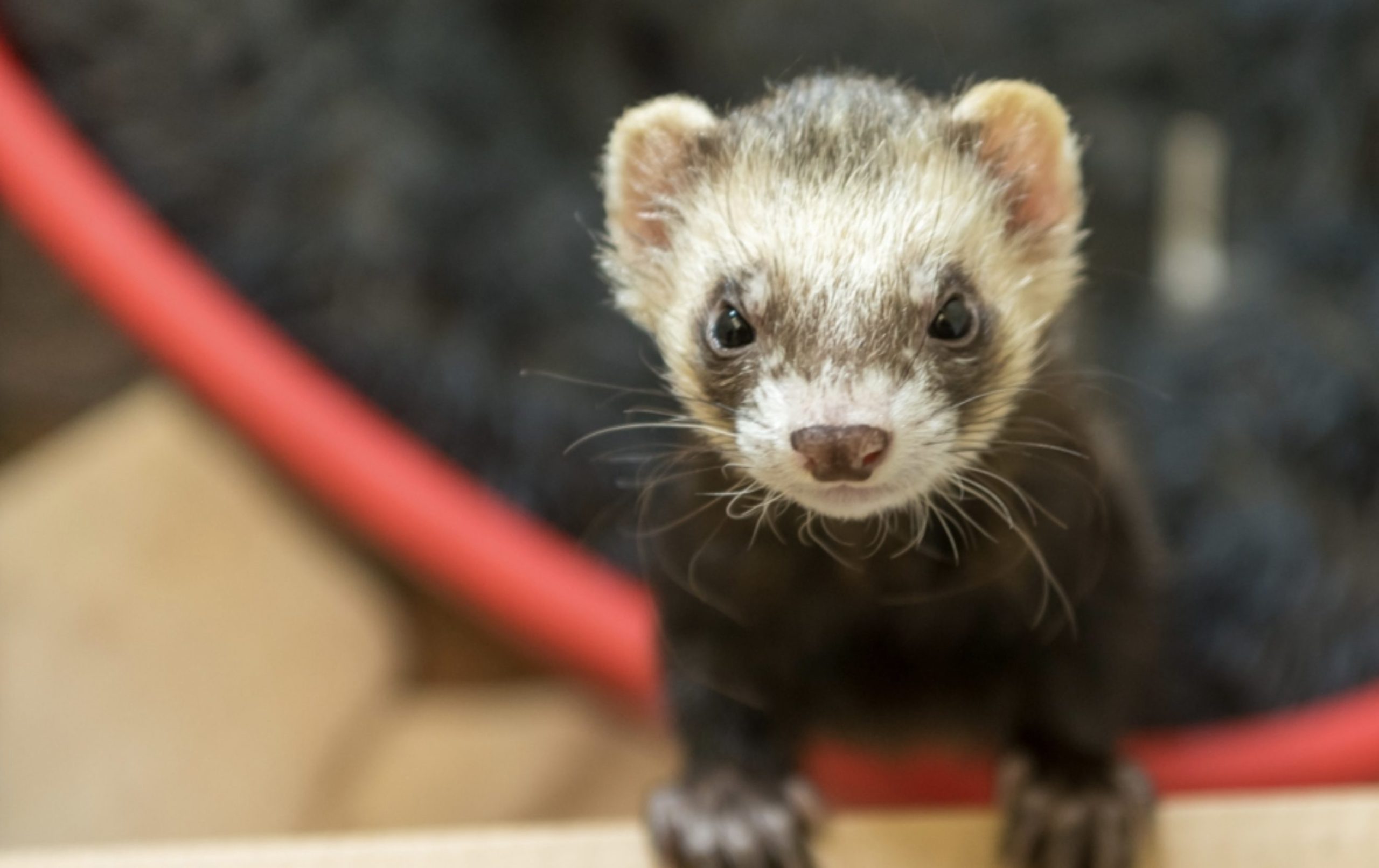 Ferret