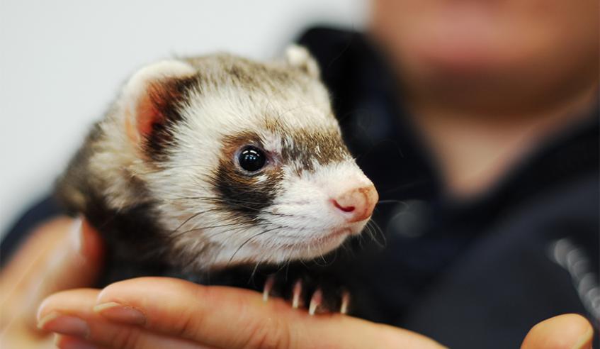 Person holding a ferret