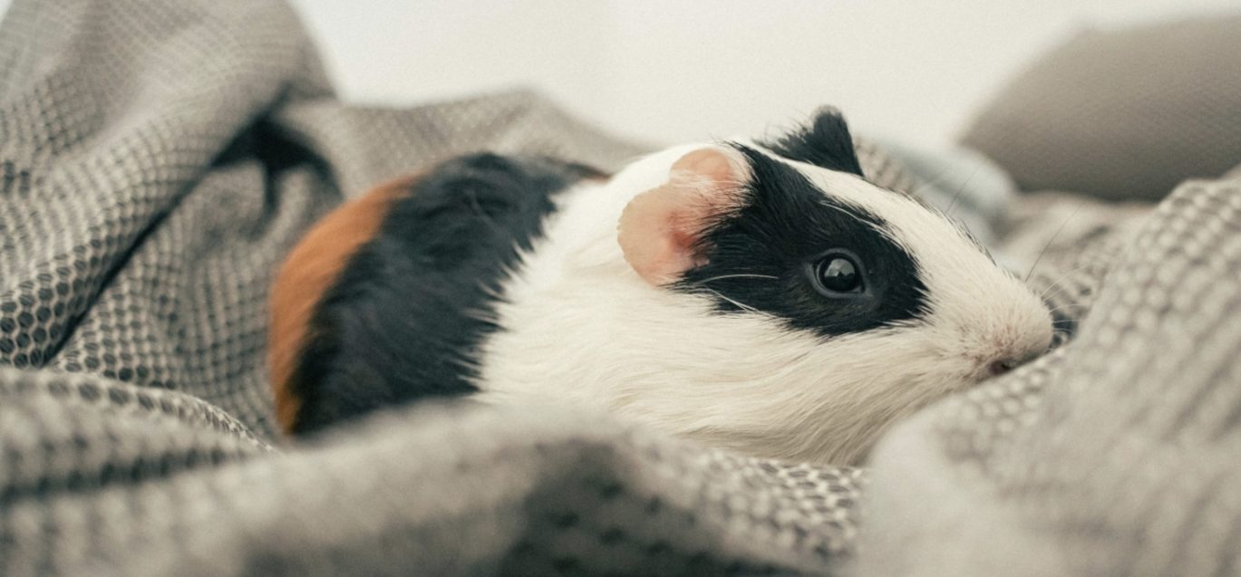 Guinea Pig lying on cover