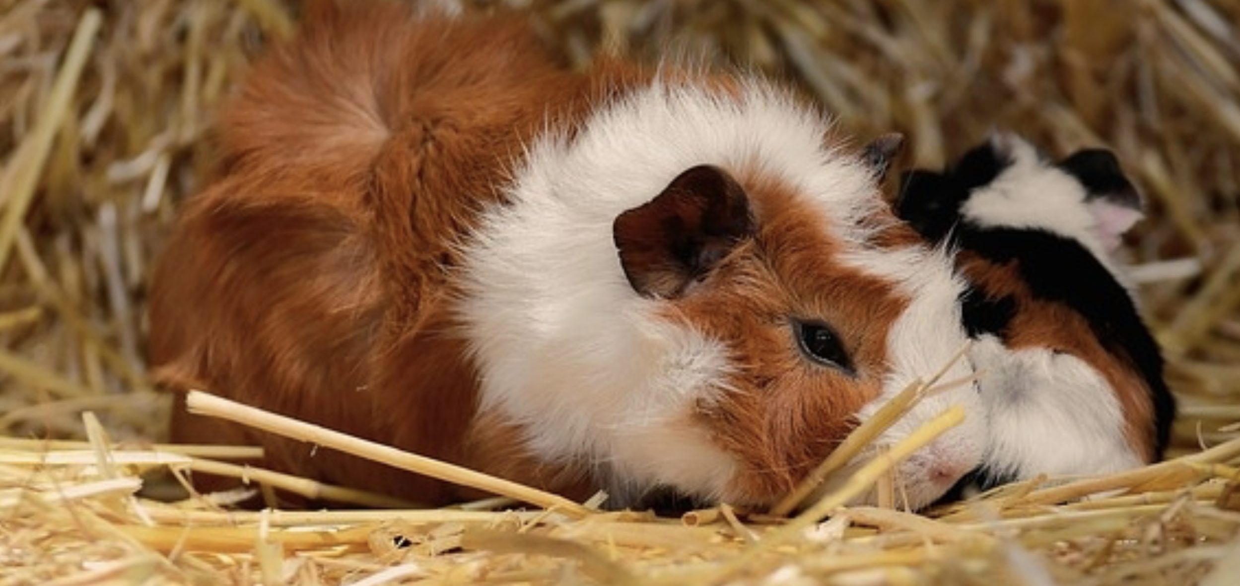 Guinea Pig