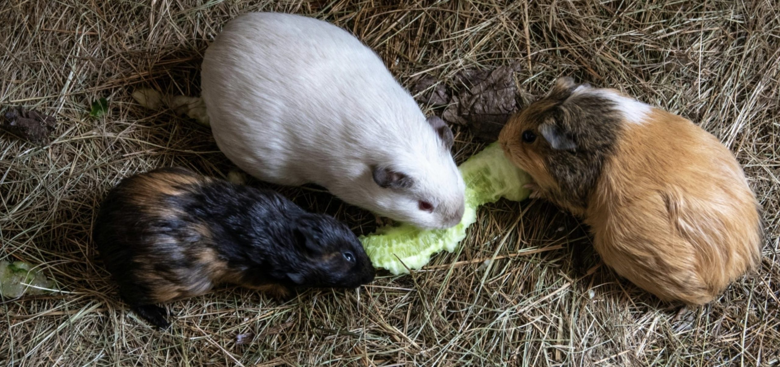 Guinea Pigs