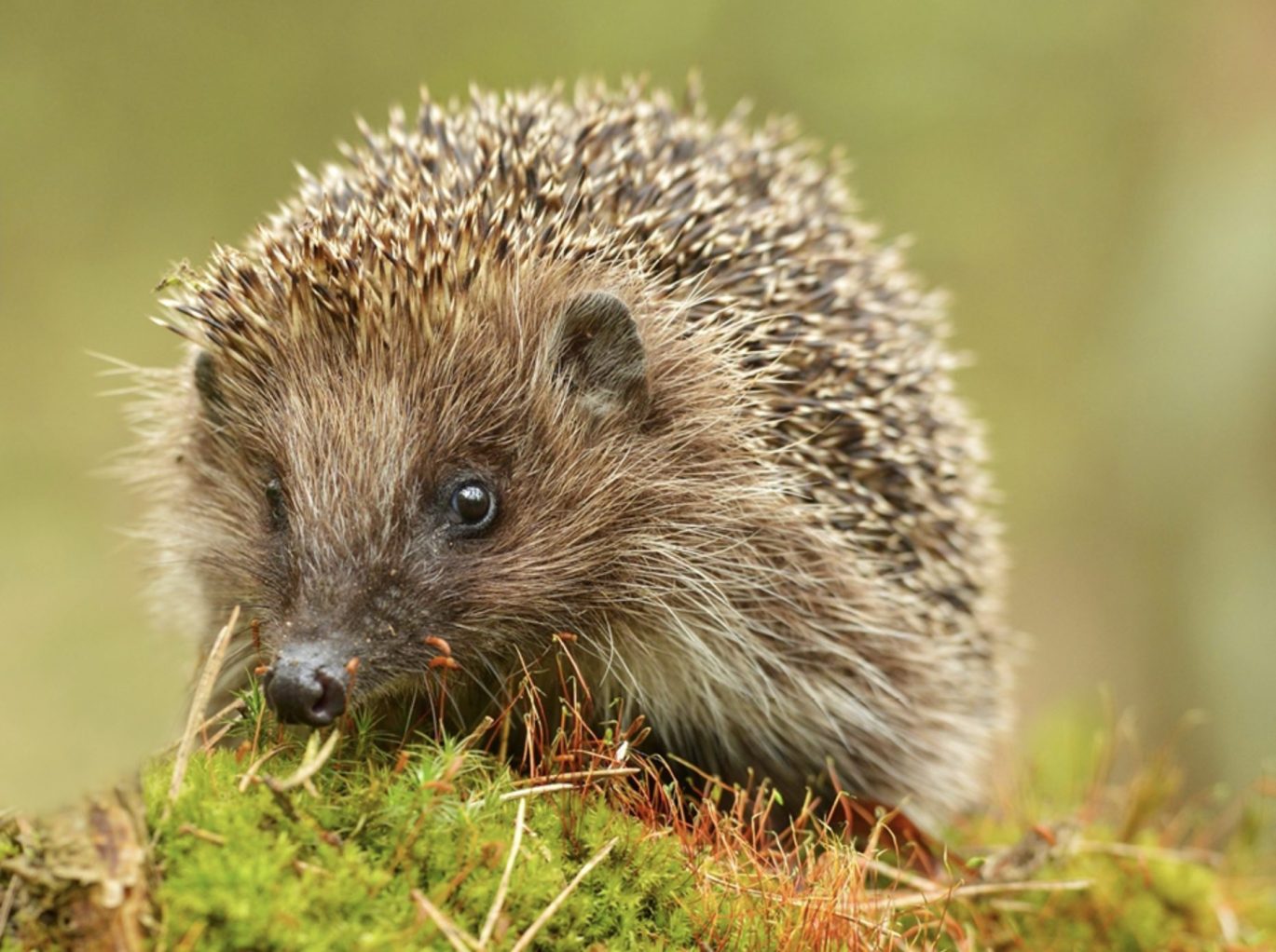 Hedgehog