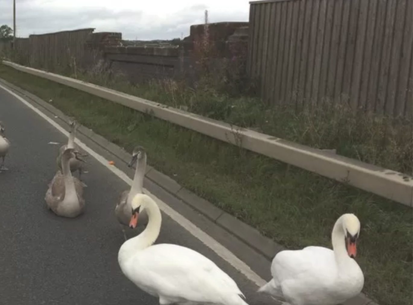 Swans on the road