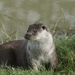 Otter