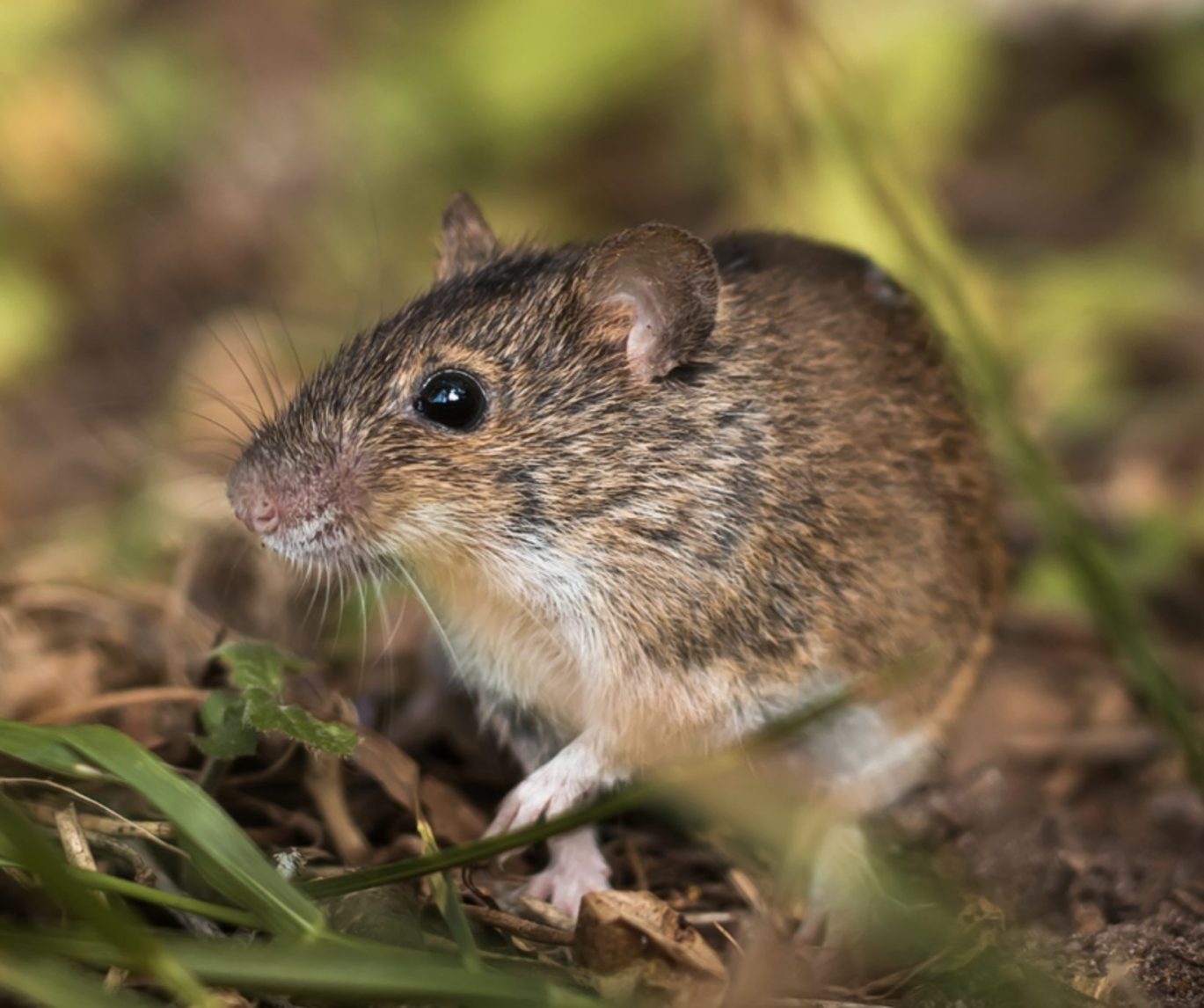 Rodent and small mammals