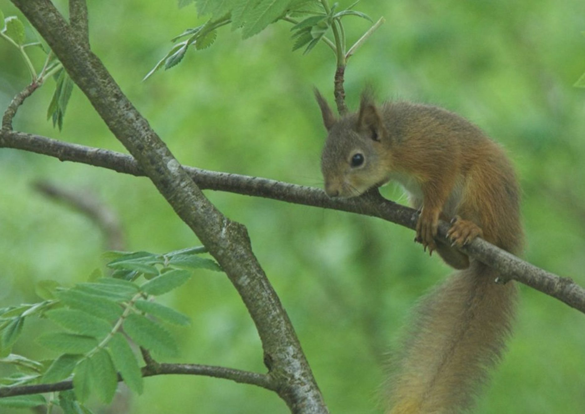 Squirrel in the tree