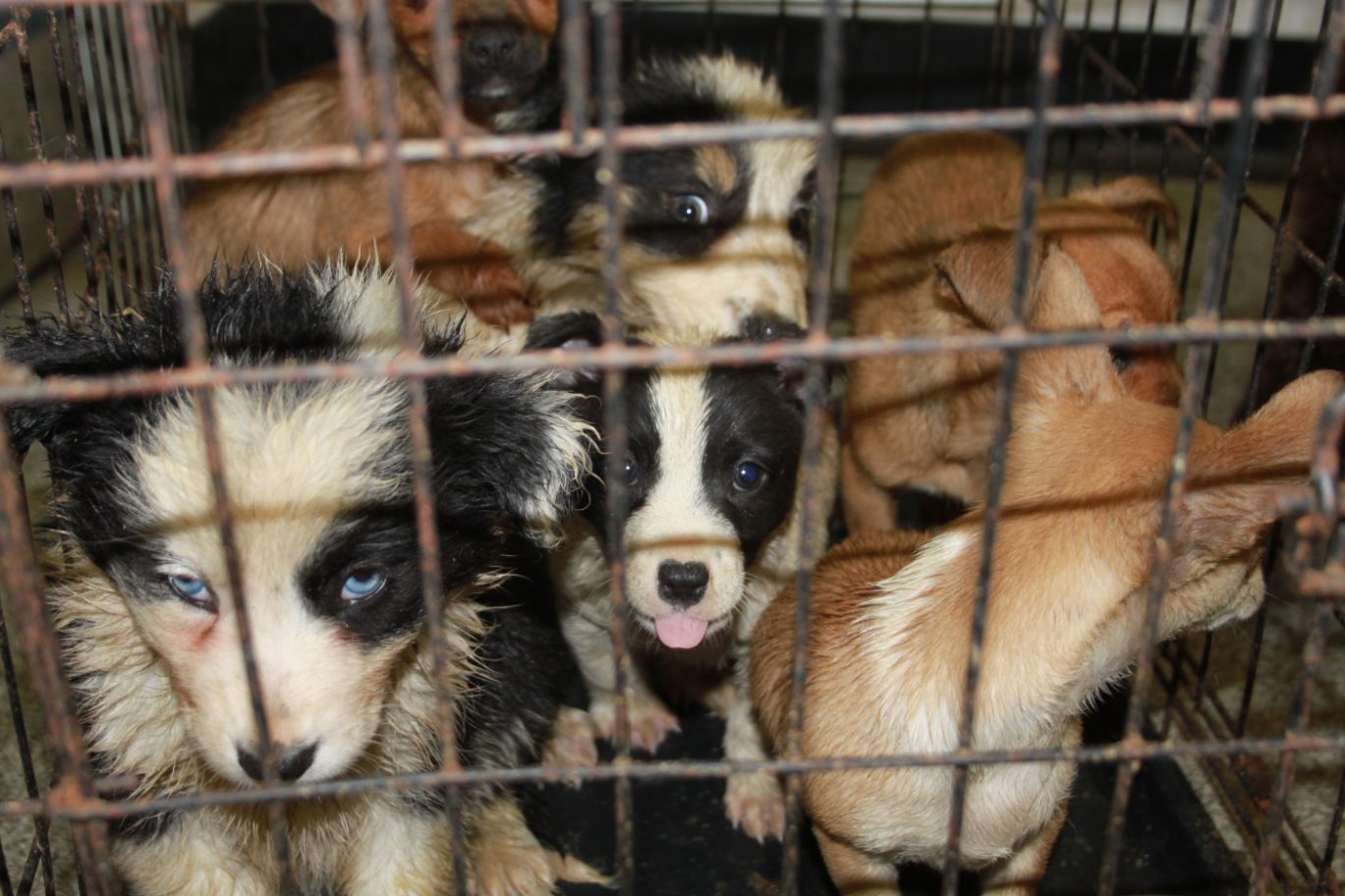 Puppies in cage.