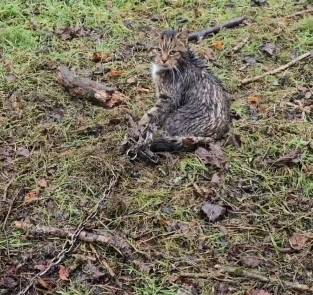 Cat caught in a trap