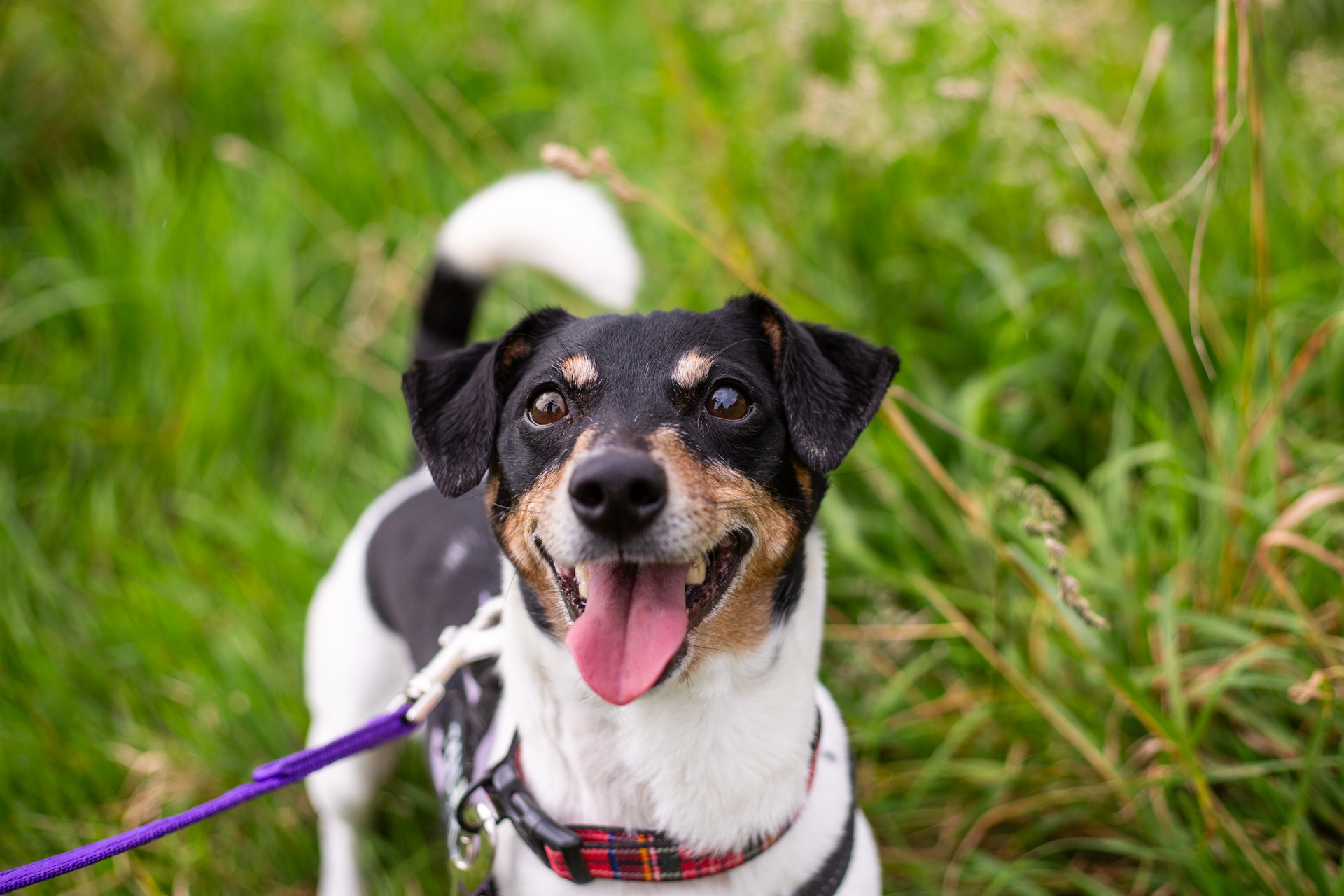 Dog in grass