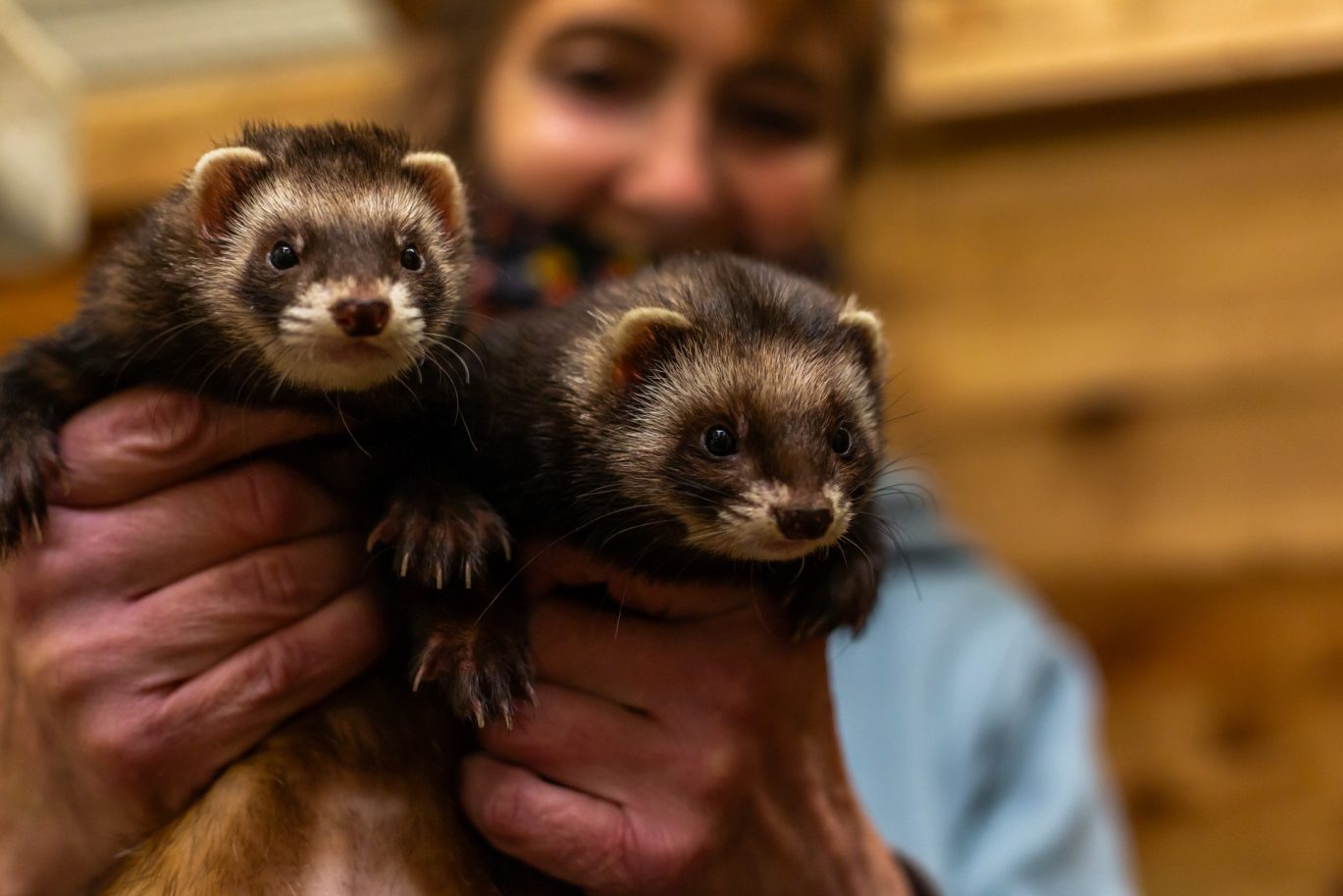 Woman holding two ferrets