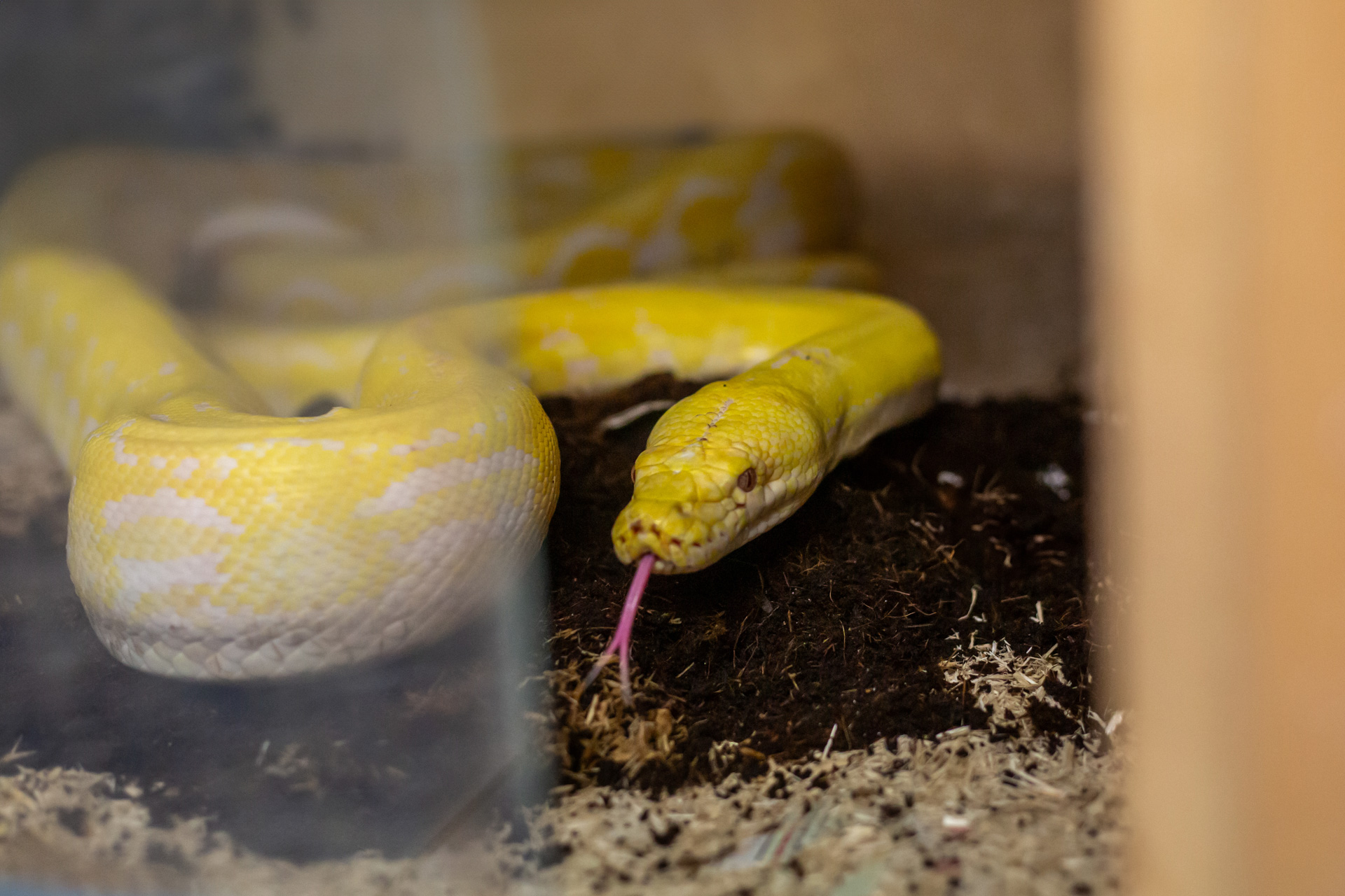 Snake with tongue out