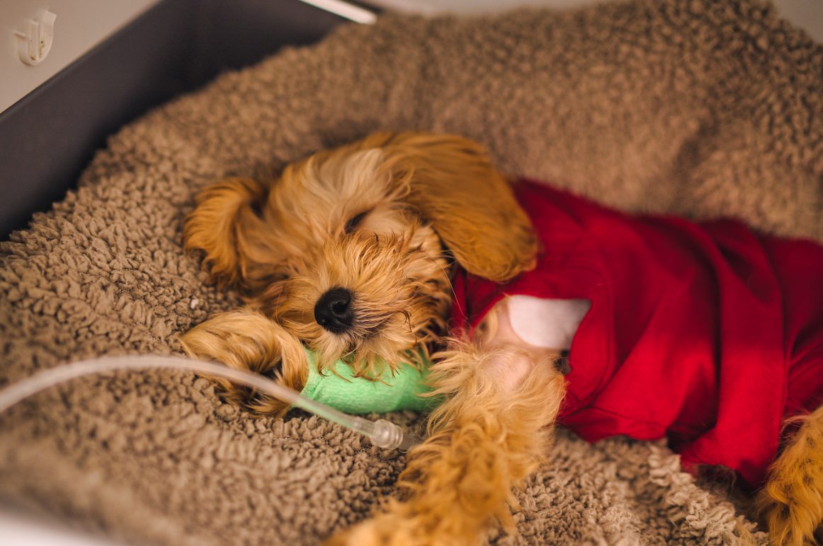 Skye resting after surgery on a blanket