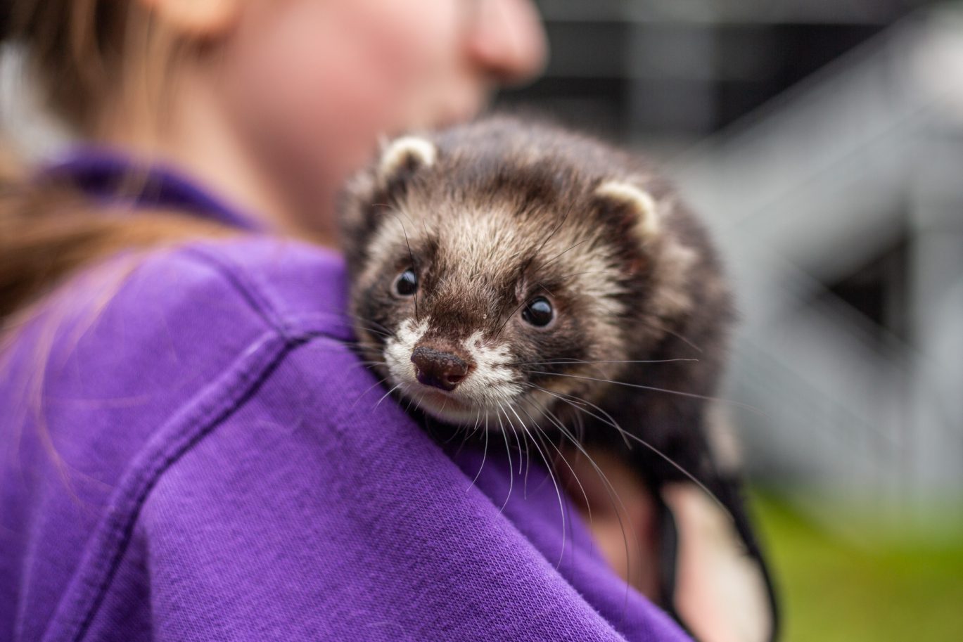 Ferret on woman's shoulder