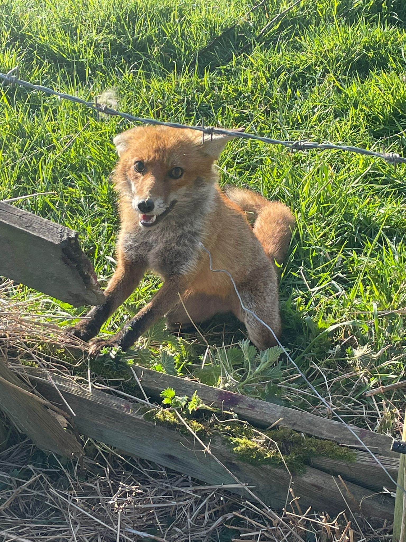 fox in snare