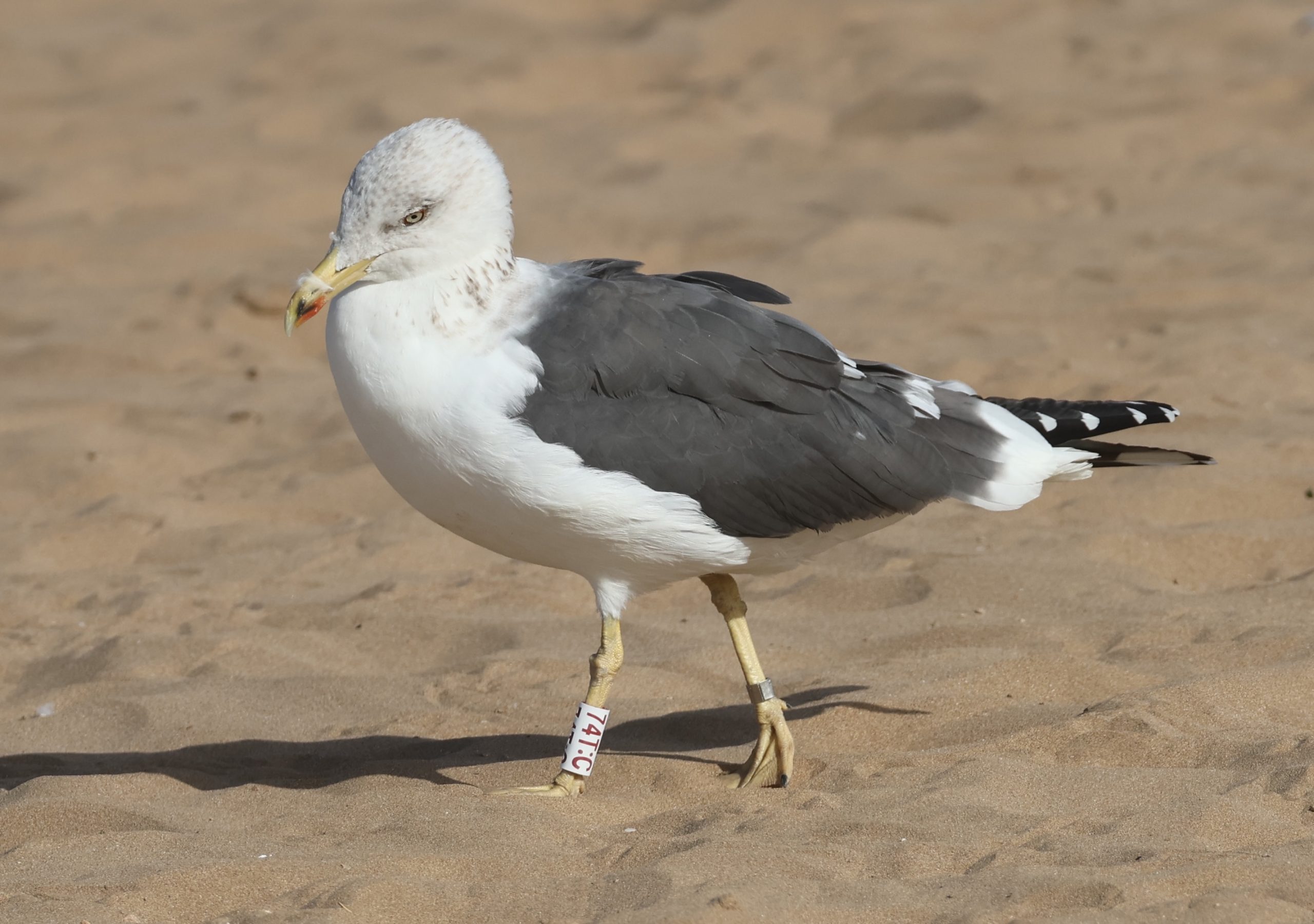 Gulliver on the beach in Morrocco. Photo credited Rolf Hort