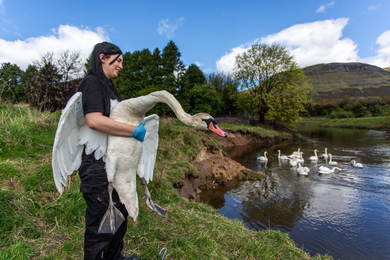 SSPCA staff and swan.