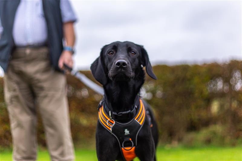 Dog on lead.