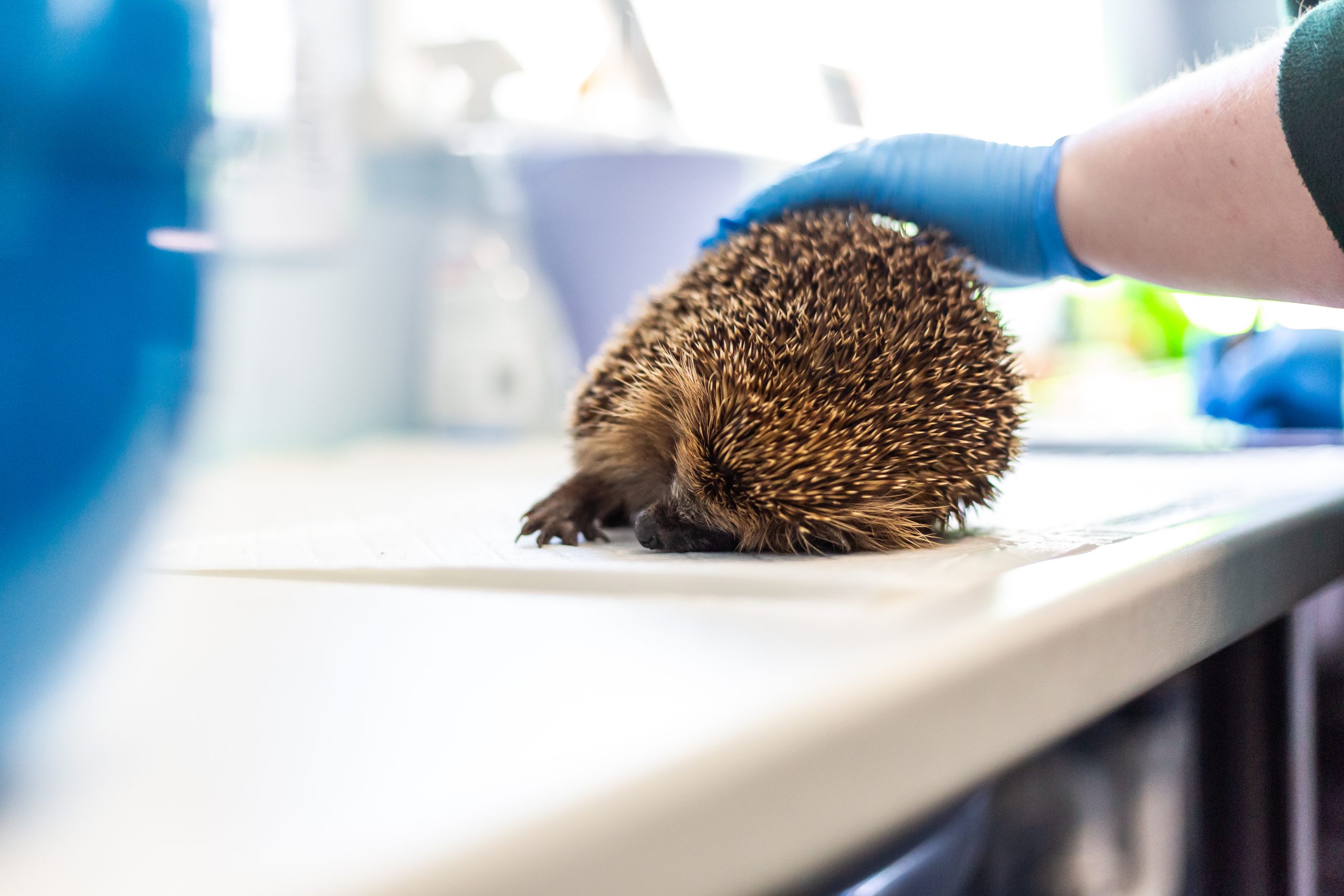 Hedgehog getting treated.