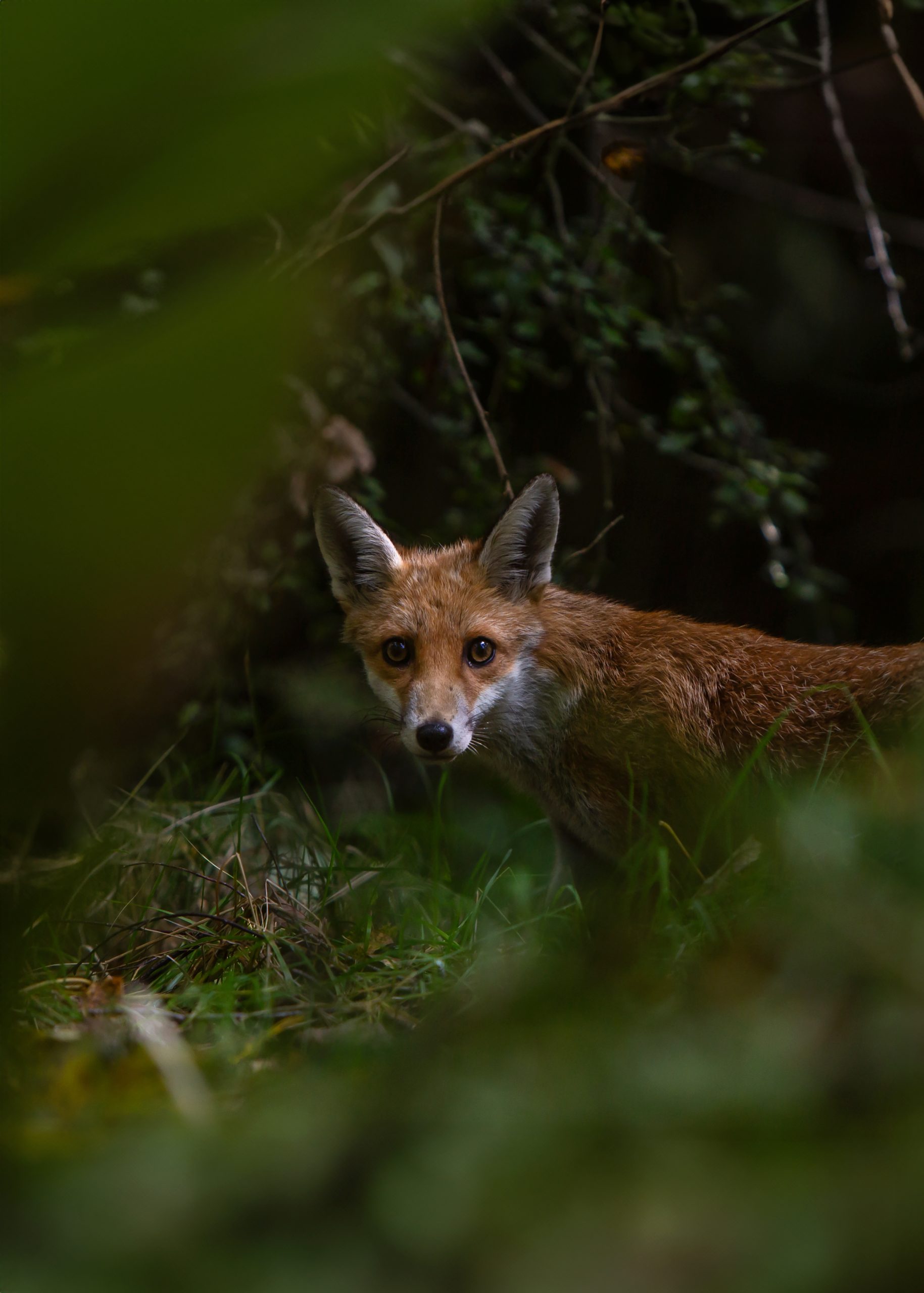 Fox in the wild.