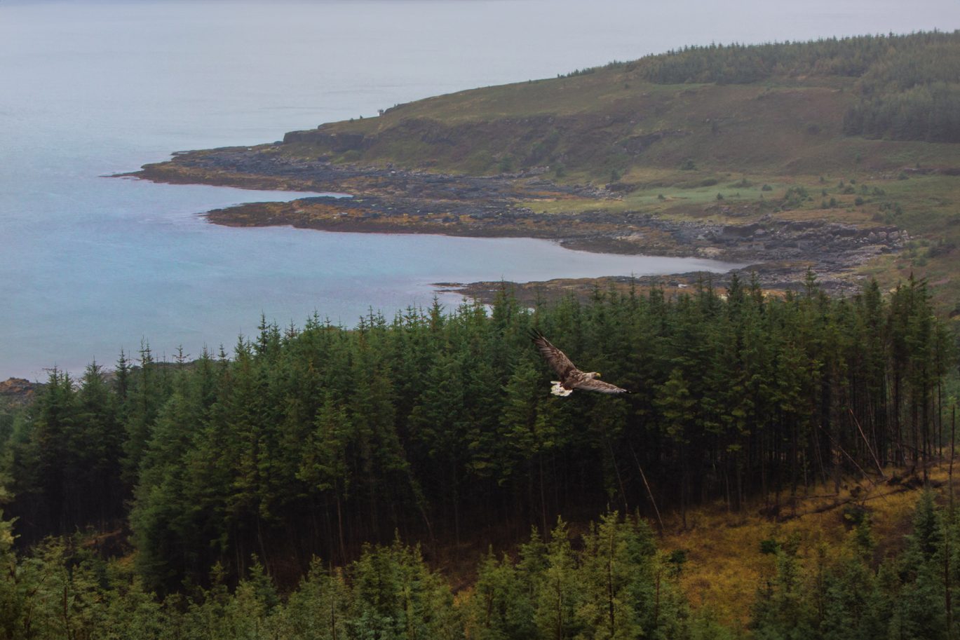 Eagle flying over woodland