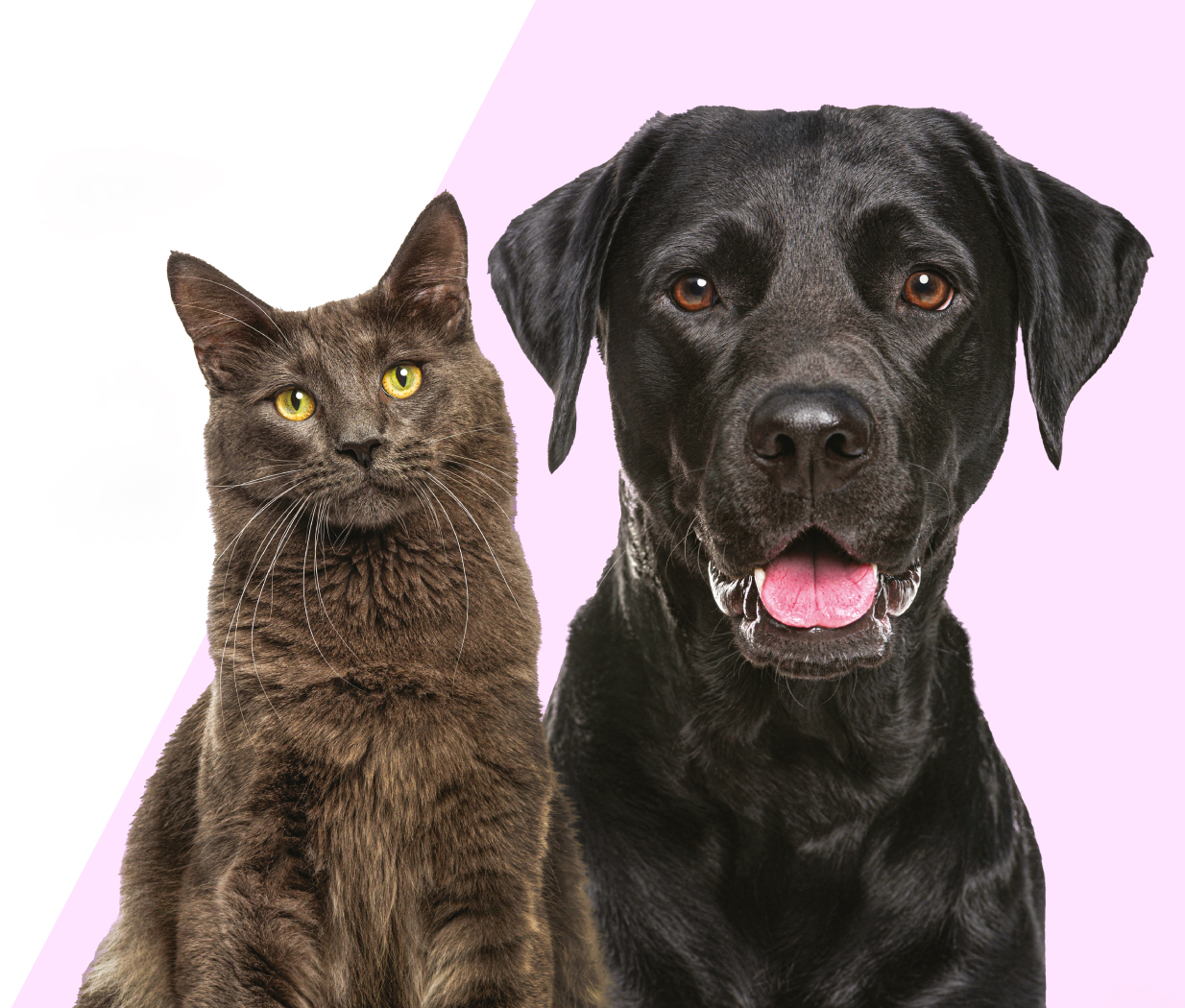 A dog and a cat, rose background.