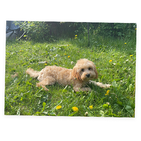 Dog lying on grass